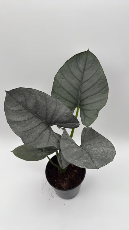 Alocasia Reginae
