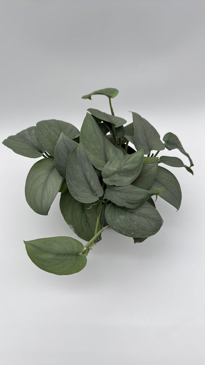 Scindapsus Silver Hero