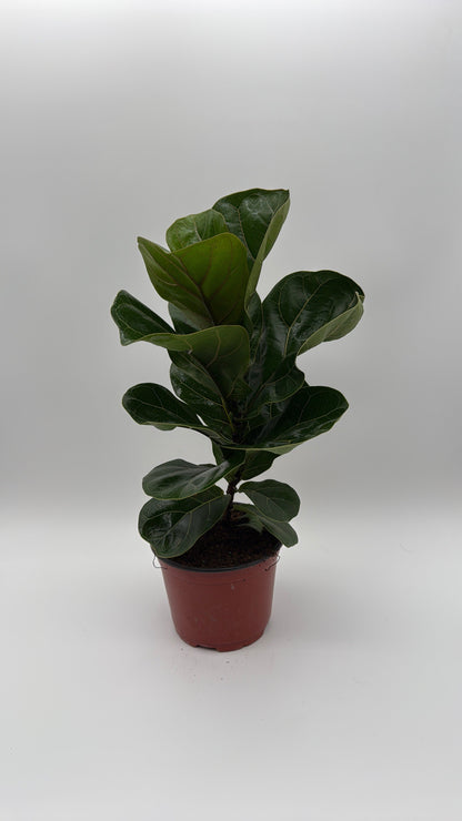 Ficus Fiddle Leaf Fig