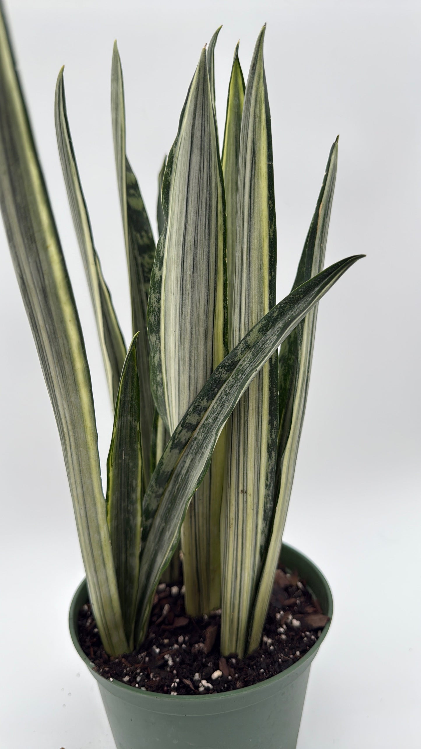 Sansevieria 'Bantel's Sensation'