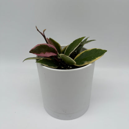Hoya Flamingo Dream plant variegated pink-green leaves in white pot on Tampa Home & Garden Store