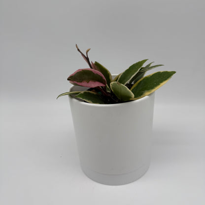 Hoya Flamingo Dream plant with pink-green variegated leaves in a white pot on Tampa Home & Garden Store