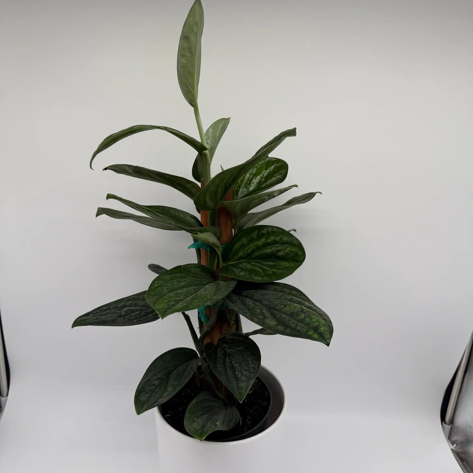 Monstera Peru houseplant with dramatic dark green leaves in a pot, RUNOPLANTS brand on Tampa Home & Garden Store