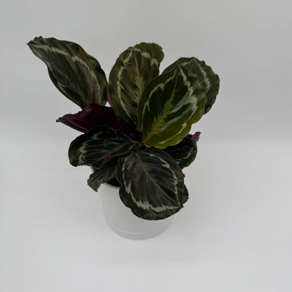 Calathea Roseopicta Medallion