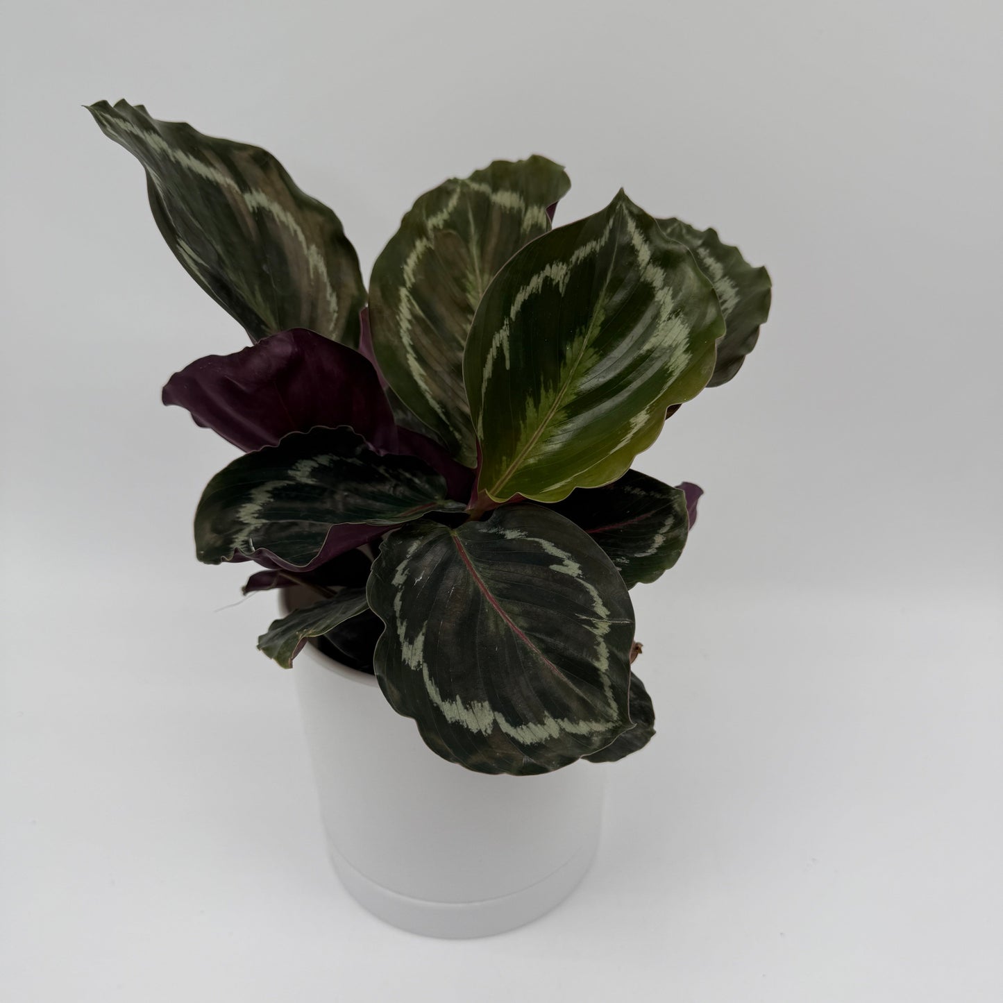 Calathea Roseopicta Medallion