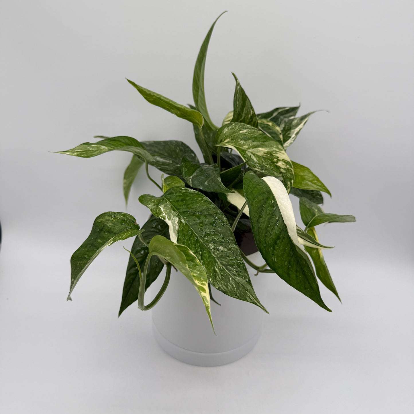 Epipremnum Pinnatum Albo Flame