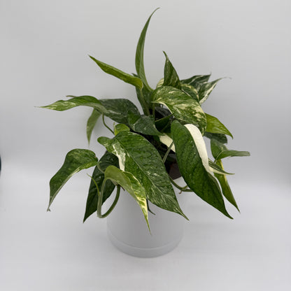 Epipremnum Pinnatum Albo Flame