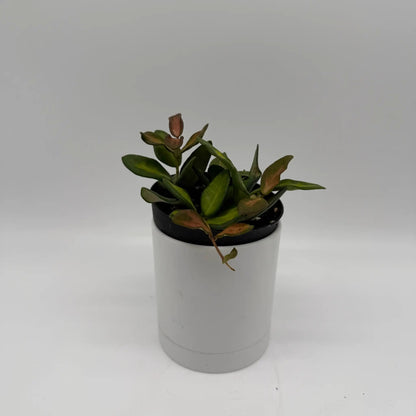 Variegated Hoya Burtoniae Plant for Hanging Decor