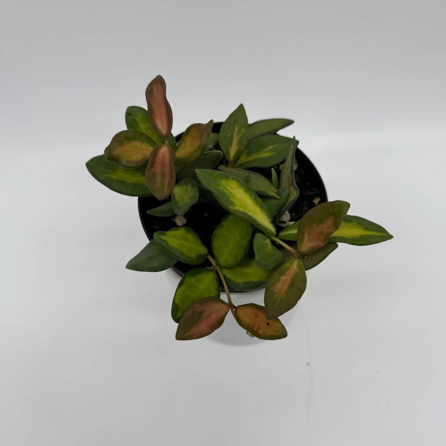 Variegated Hoya Burtoniae Plant for Hanging Decor