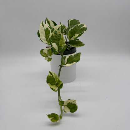Pothos N'Joy