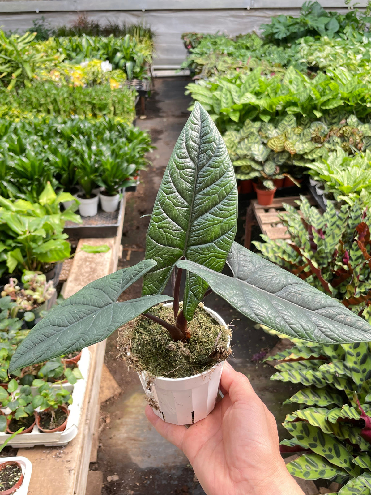 Alocasia Scalprum indoor plant with dark green elongated leaves in a white pot on Tampa Home & Garden Store