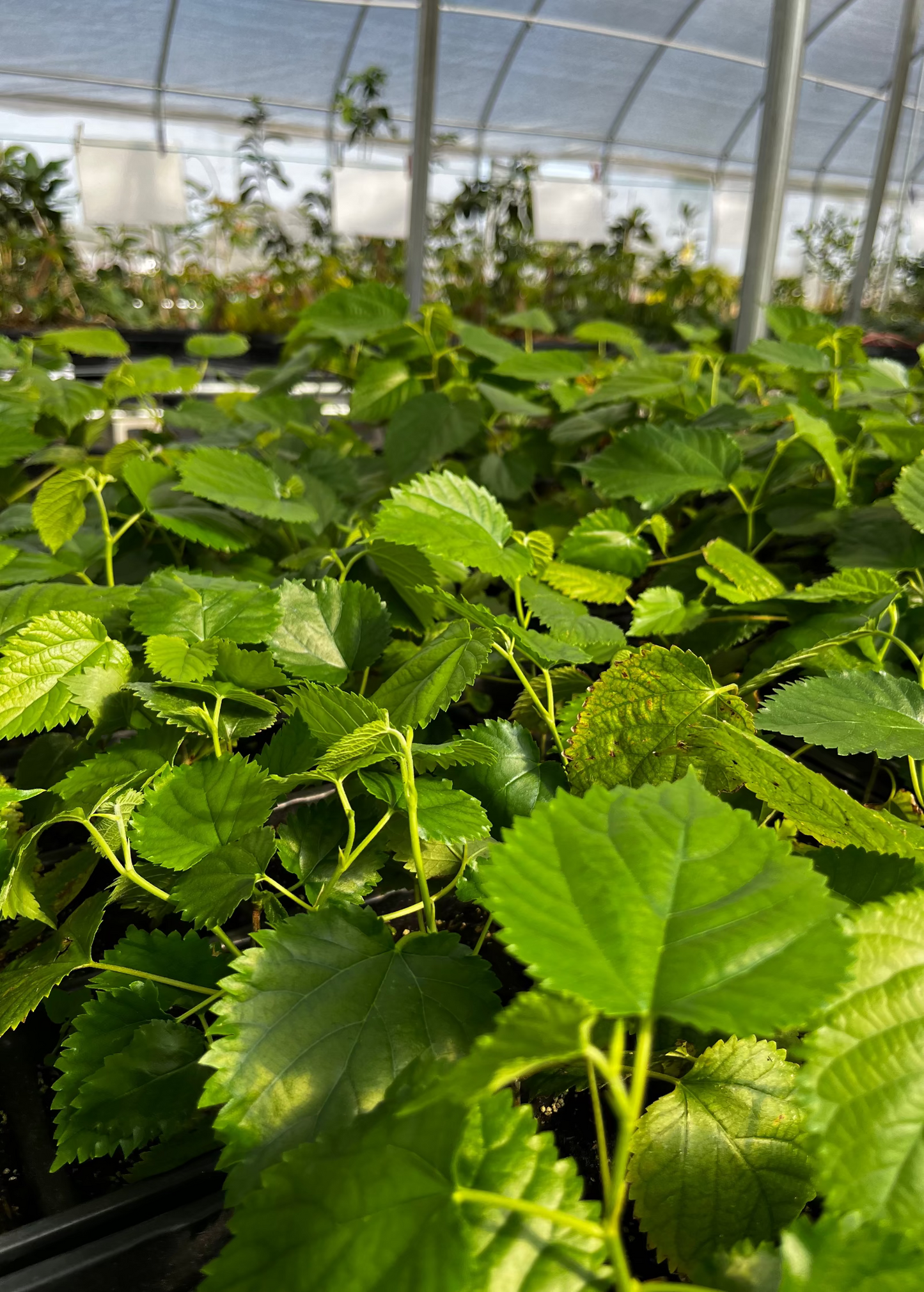Mulberry Tree 'Pakistan' (Morus nigra)