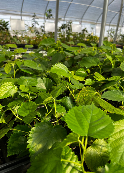 Mulberry Tree 'Pakistan' (Morus nigra)