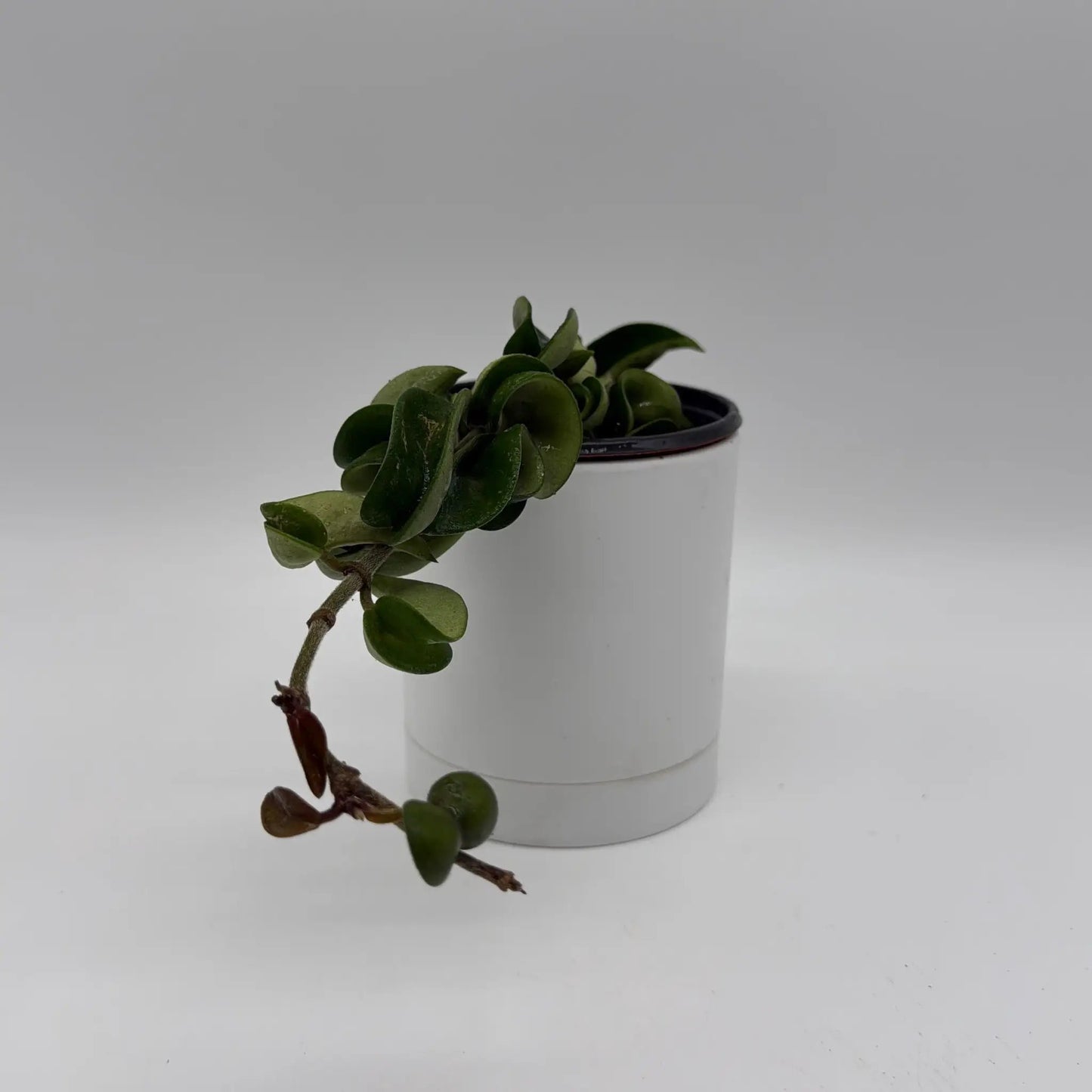 Hoya Hindu Rope Plant Compacta Indoor Easy Care