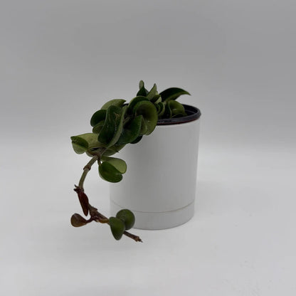Hoya Hindu Rope Plant Compacta Indoor Easy Care