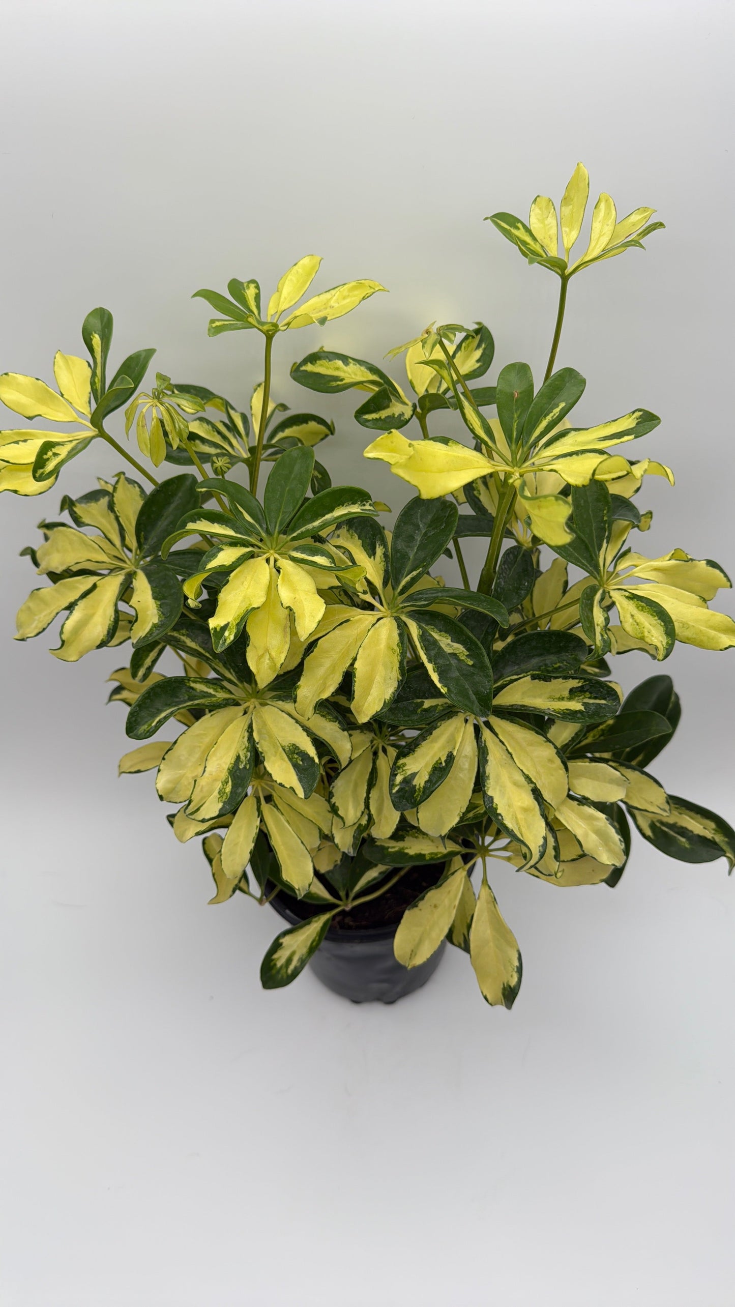 Variegated Umbrella Bush