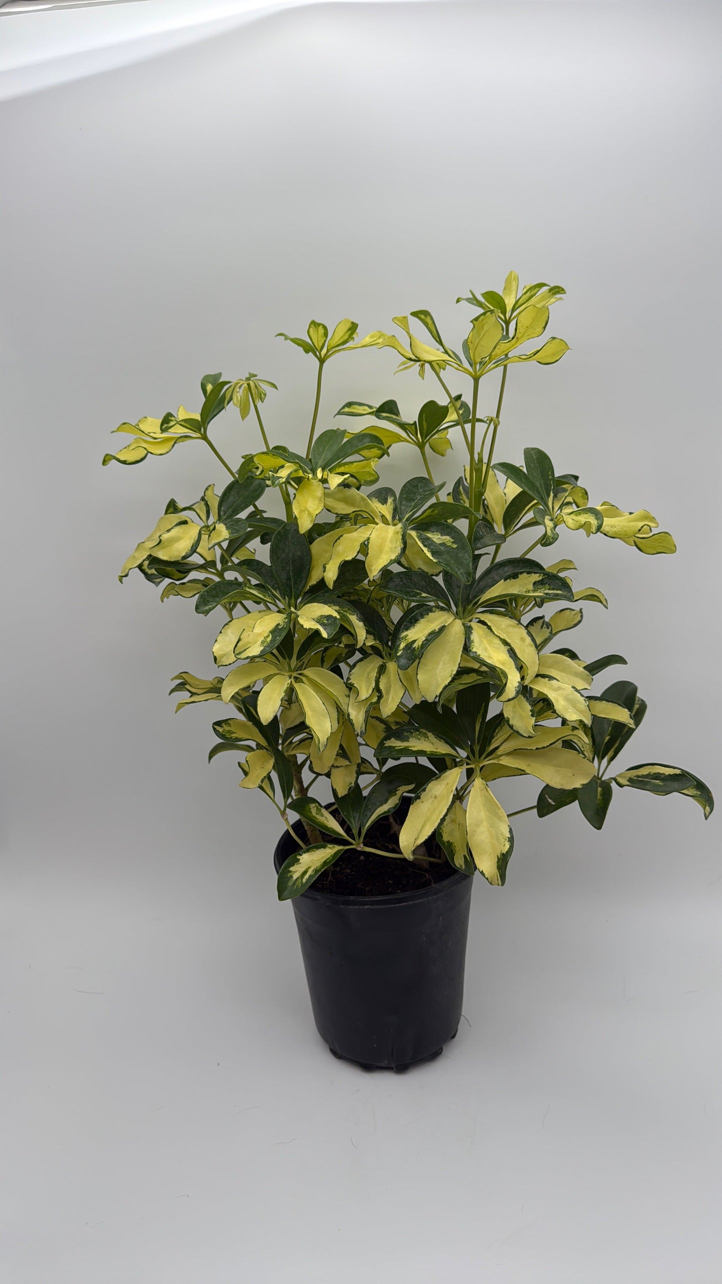 Variegated Umbrella Bush