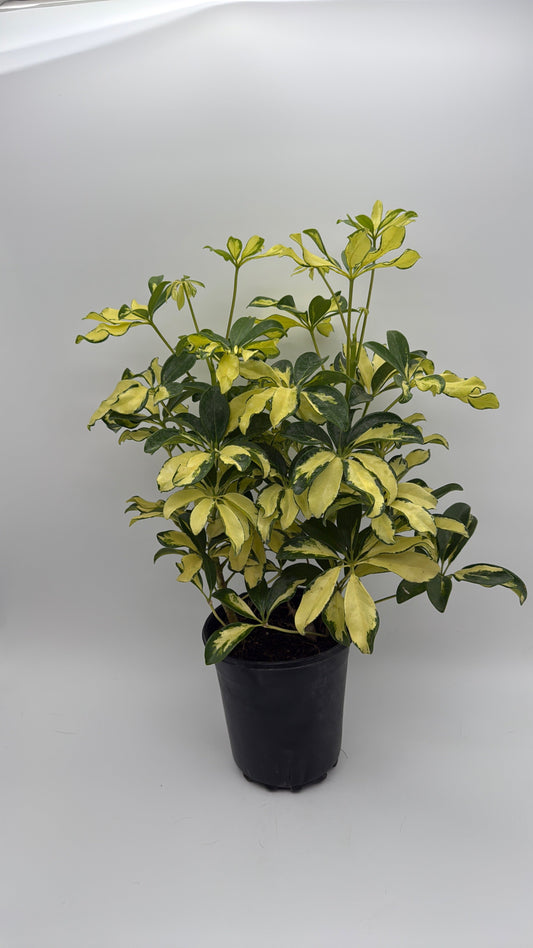 Variegated Umbrella Bush
