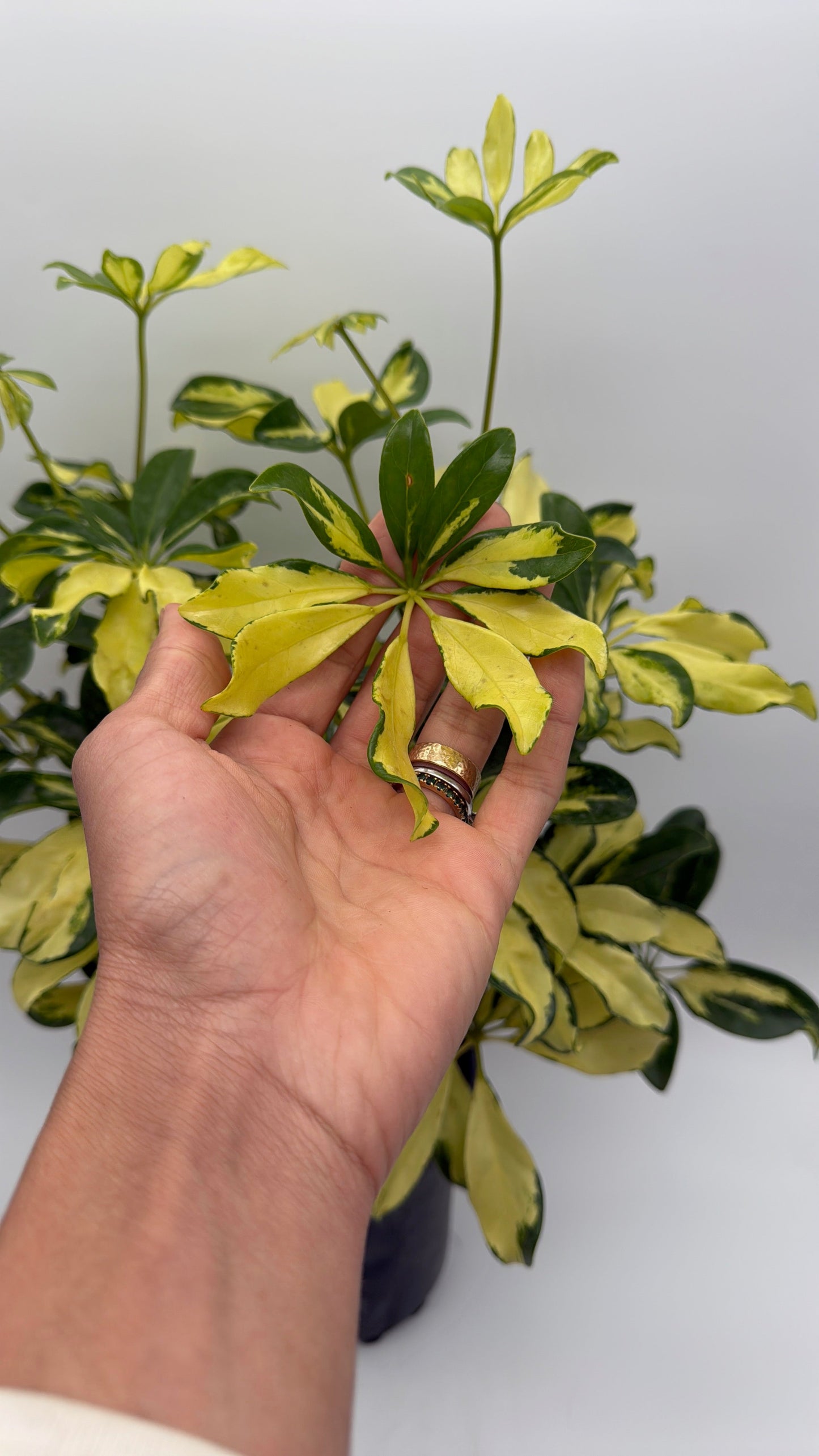 Variegated Umbrella Bush