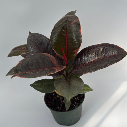 Ficus Elastica Ruby