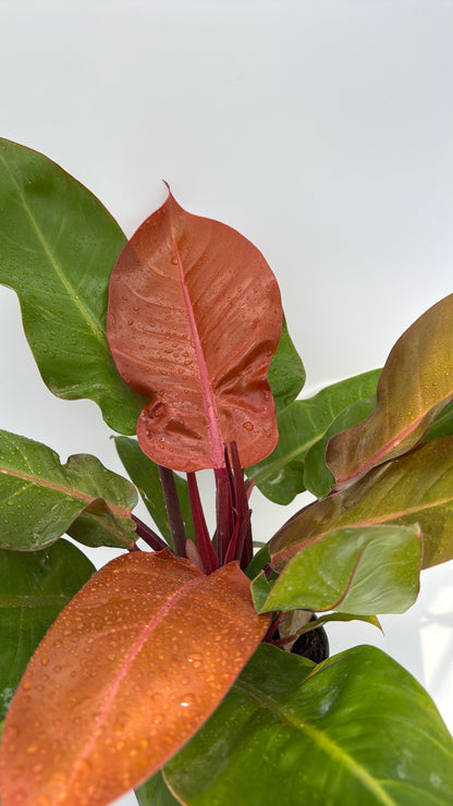 Philodendron 'Prince of Orange'
