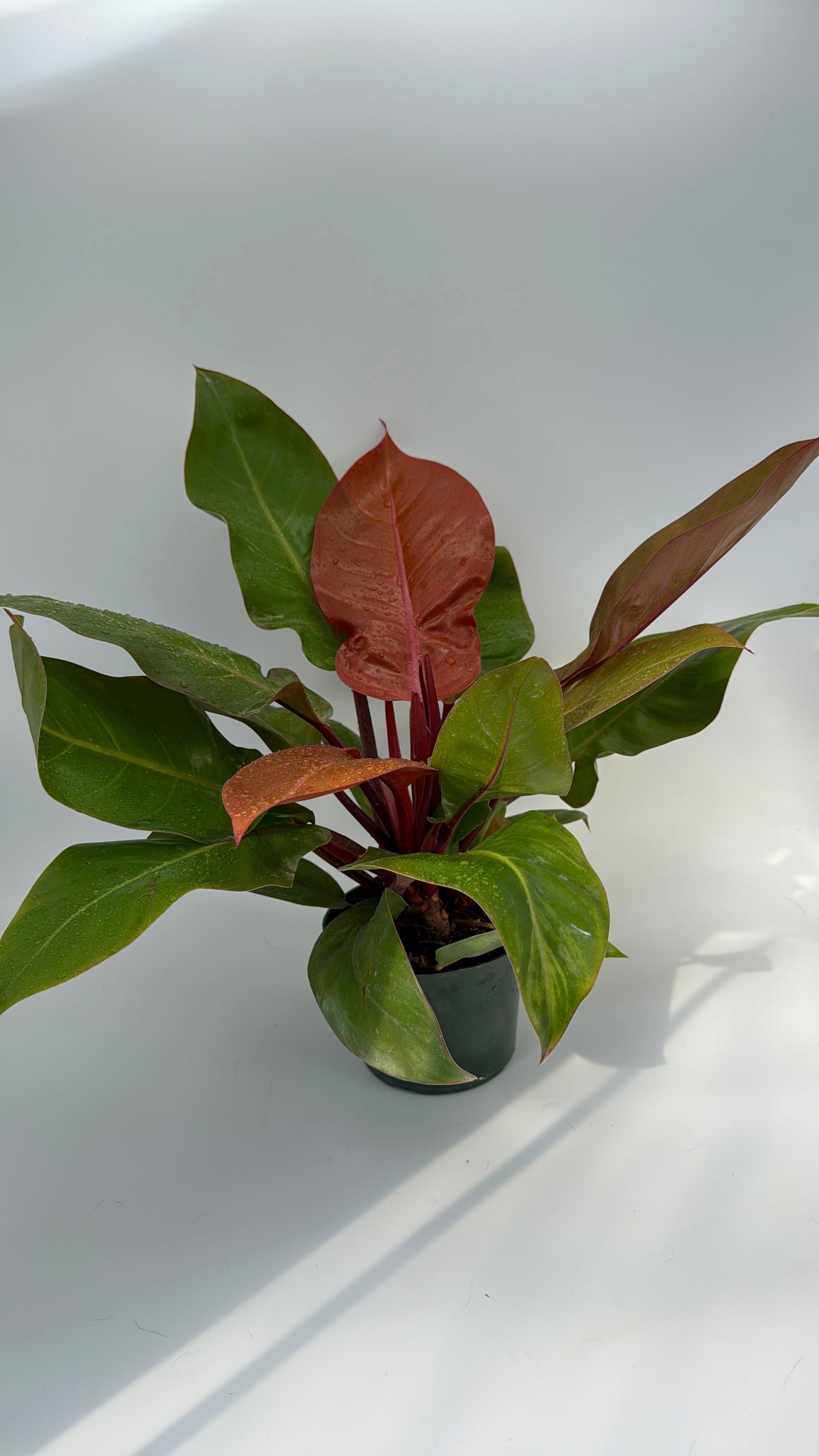 Philodendron Prince of Orange Indoor Plant
