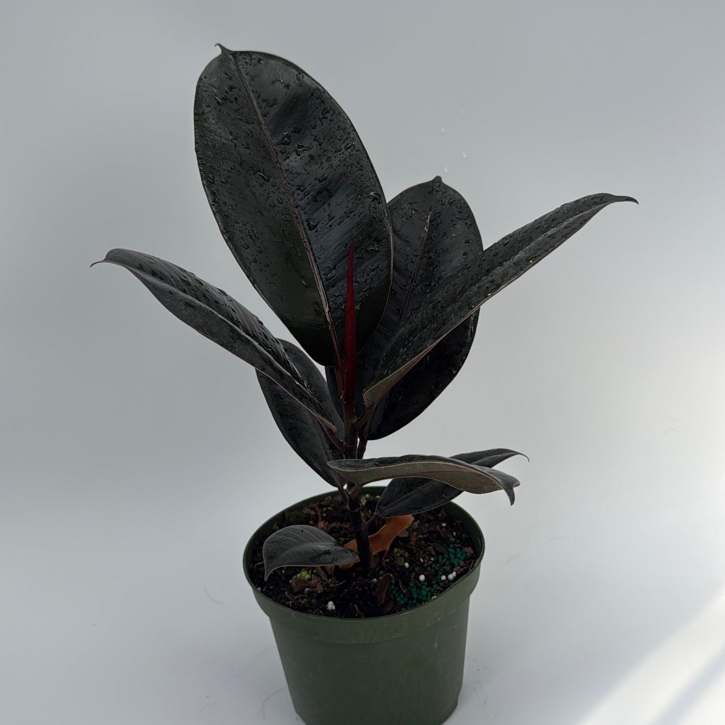 Ficus Elastica Burgundy Indoor Plant