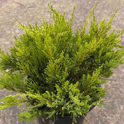 Sea Green Juniper plant in pot with dense needle foliage indoor outdoor Live Good Logistics on Tampa Home & Garden Store