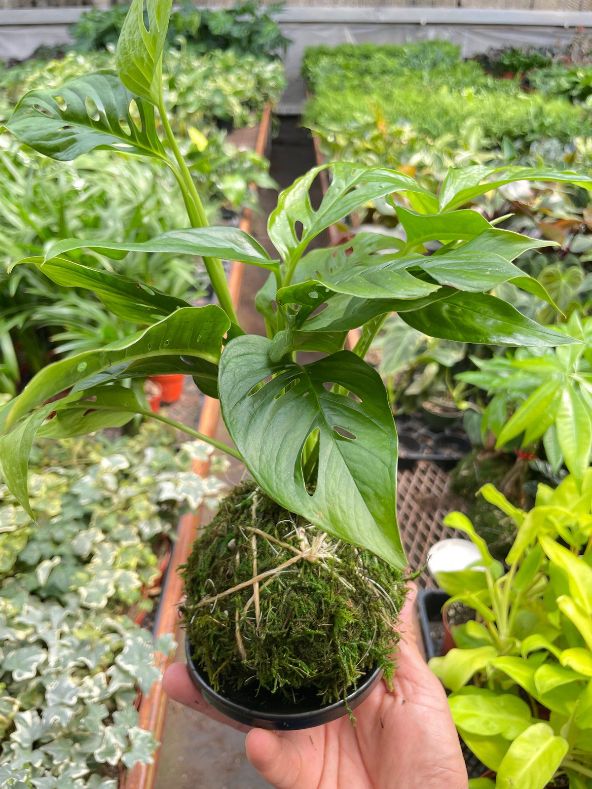 Monstera Swiss Cheese Kokedama in moss ball with fenestrated glossy leaves by House Plant Shop on Tampa Home & Garden Store