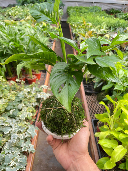 Monstera Swiss Cheese Kokedama in moss ball, vivid green leaves, House Plant Shop on Tampa Home & Garden Store