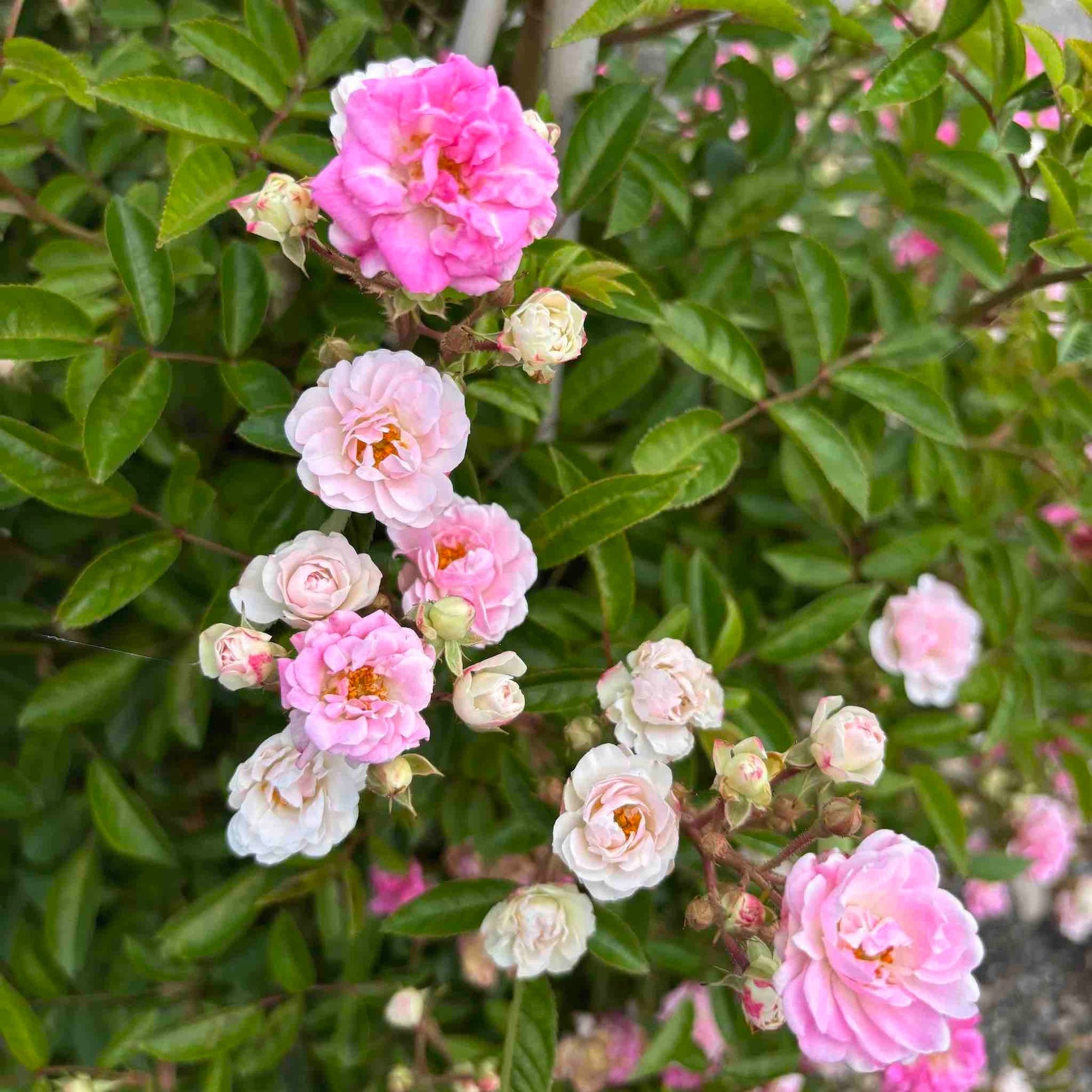 Peggy Martin Climbing Rose plant with pink double blooms on glossy leaves outdoor plant on Tampa Home & Garden Store