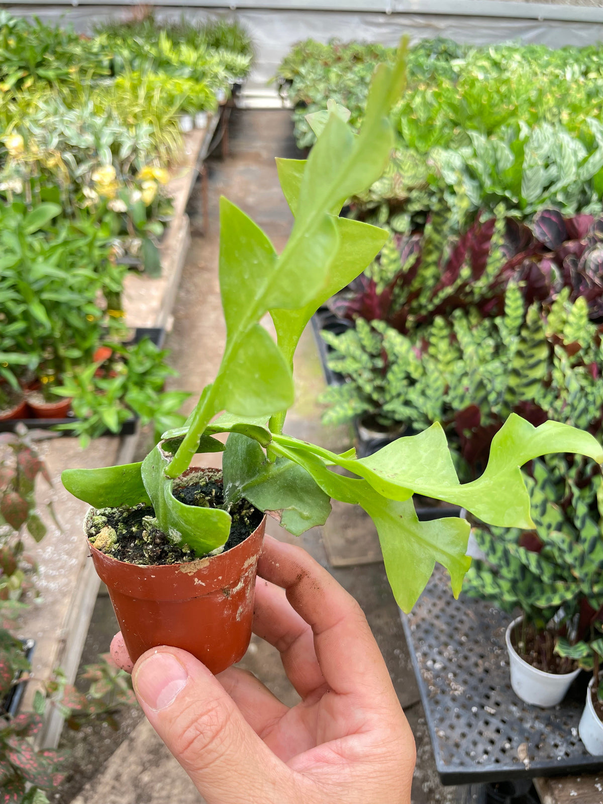Shark Tooth Orchid Cactus lime-green, wavy-edged stems in a small terracotta pot on Tampa Home & Garden Store