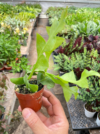 Shark Tooth Orchid Cactus lime-green, wavy-edged stems in a small terracotta pot on Tampa Home & Garden Store