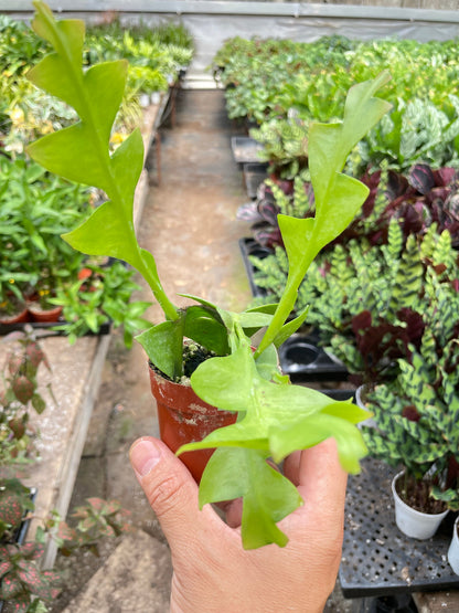 Shark Tooth Orchid Cactus in small terracotta pot; bright lime-green lobed stems House Plant Shop on Tampa Home & Garden Store