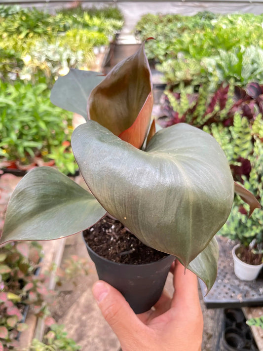 Philodendron Red Heart indoor potted plant with red-tinted new leaf and heart-shaped leaves on Tampa Home & Garden Store