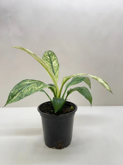 - image on Tampa Home & Garden Store