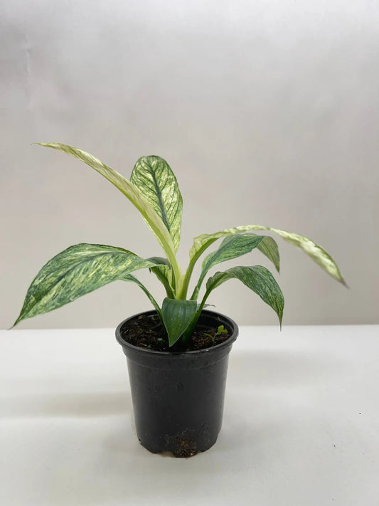 - image on Tampa Home & Garden Store