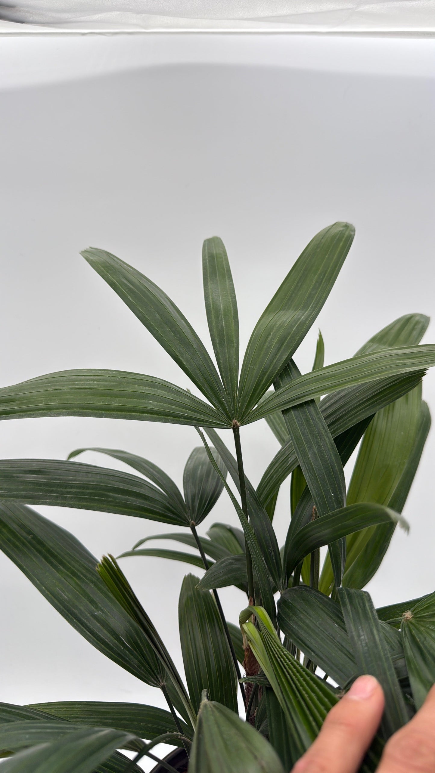 Rhapis Excelsa Lady Palm RUNOPLANTS potted plant with dark green, fan-shaped fronds on Tampa Home & Garden Store