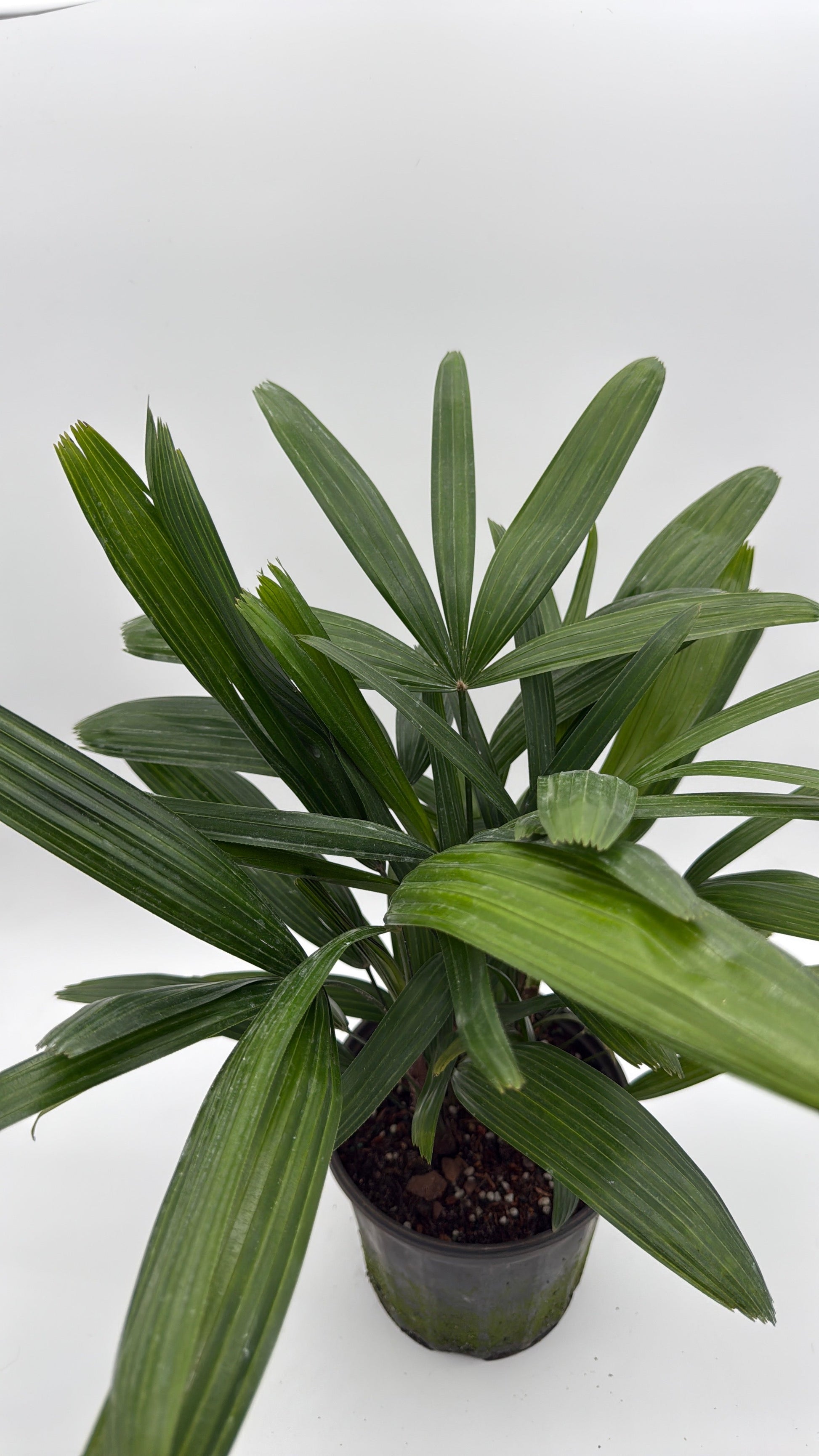 Rhapis Excelsa Lady Palm in a plastic pot with dark green fan leaves RUNOPLANTS on Tampa Home & Garden Store