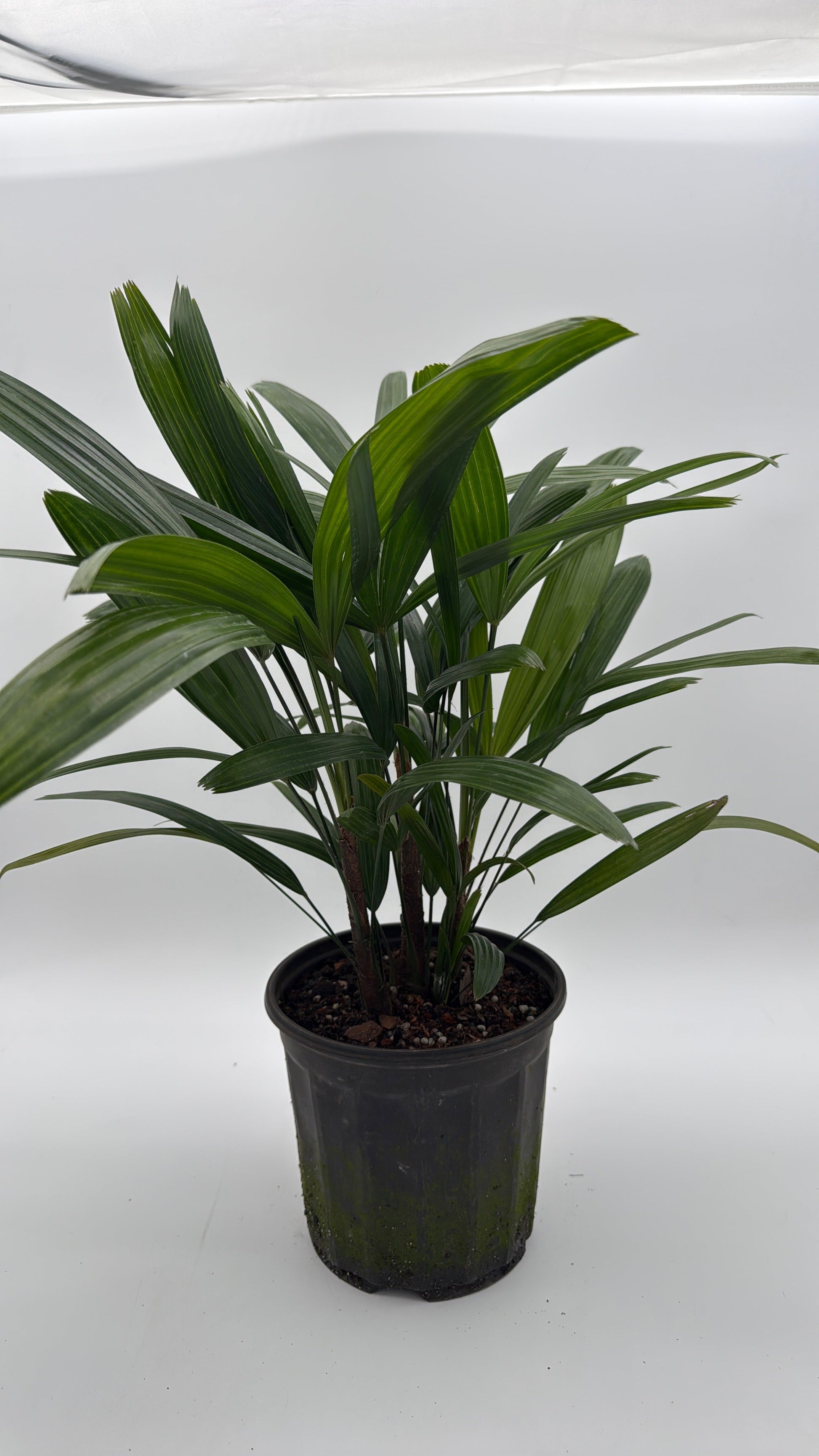 Rhapis Excelsa Lady Palm palm houseplant with dark green fan leaves in a black pot on Tampa Home & Garden Store