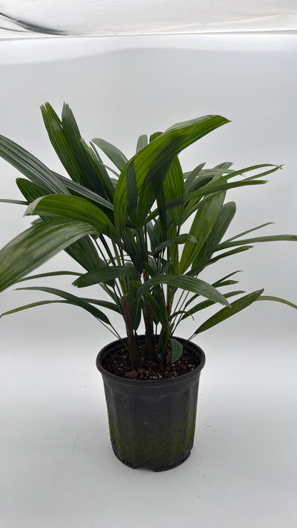 Rhapis Excelsa Lady Palm palm houseplant with dark green fan leaves in a black pot on Tampa Home & Garden Store