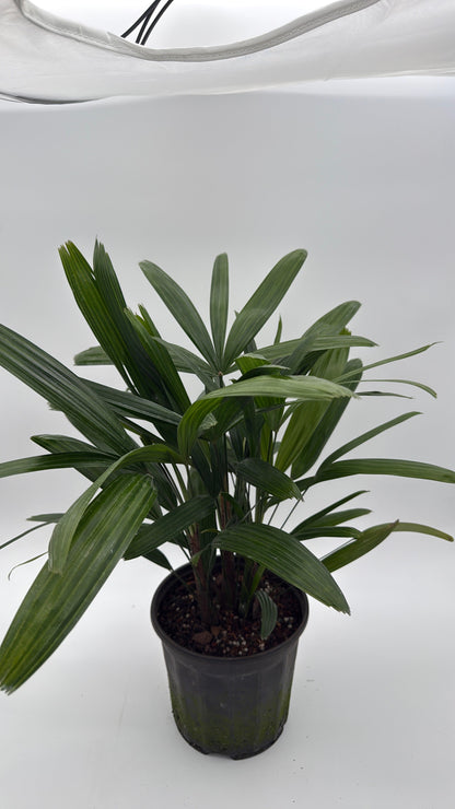 Rhapis excelsa Lady Palm in dark green fronds, potted in a black plastic pot RUNOPLANTS on Tampa Home & Garden Store