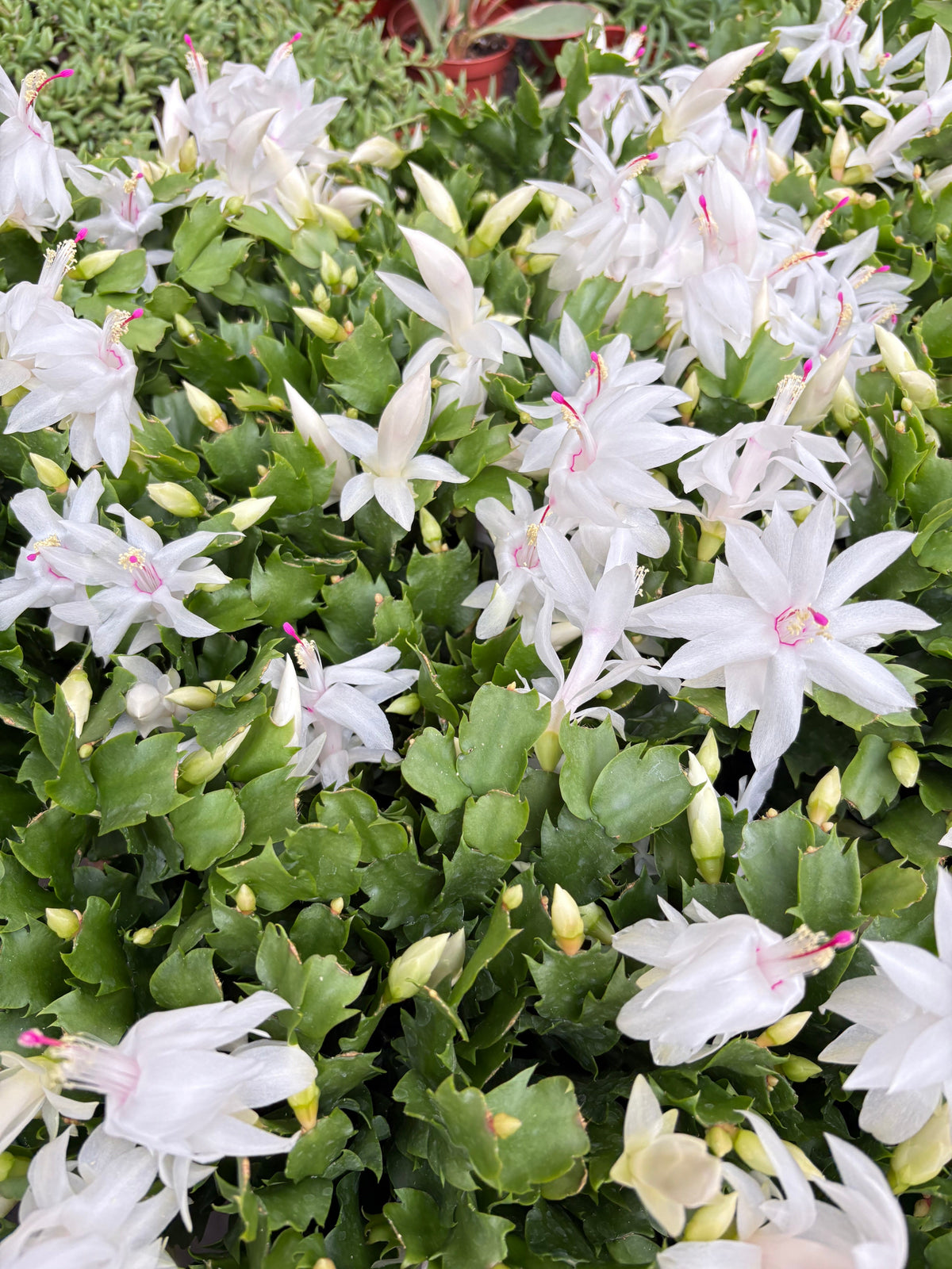 Zygocactus Christmas Cactus plant white blooms pink centers green foliage House Plant Shop on Tampa Home & Garden Store