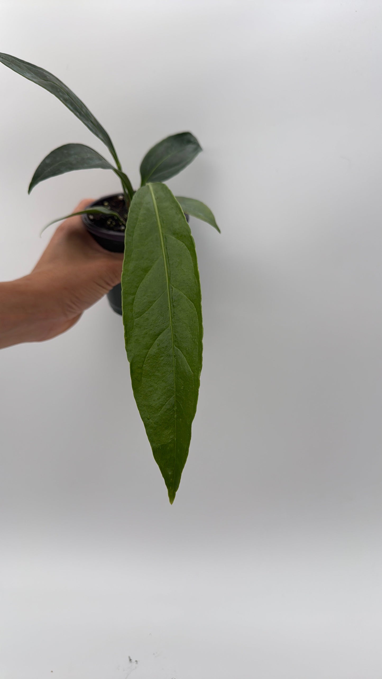 Anthurium Big Bill