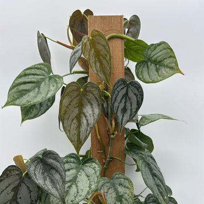 Philodendron Brandi