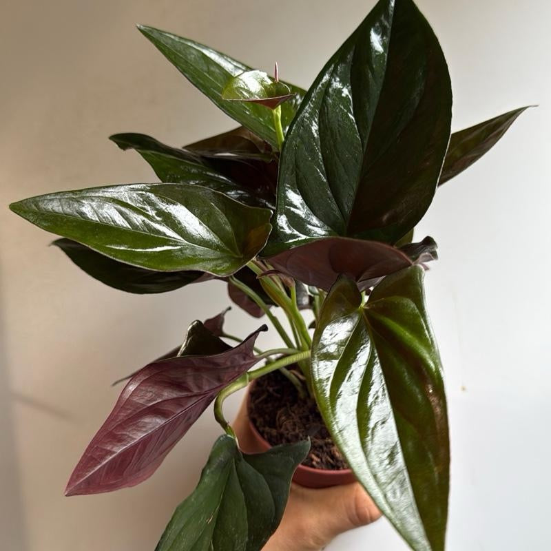 Syngonium Red Arrow potted houseplant with glossy green leaves RUNOPLANTS on Tampa Home & Garden Store