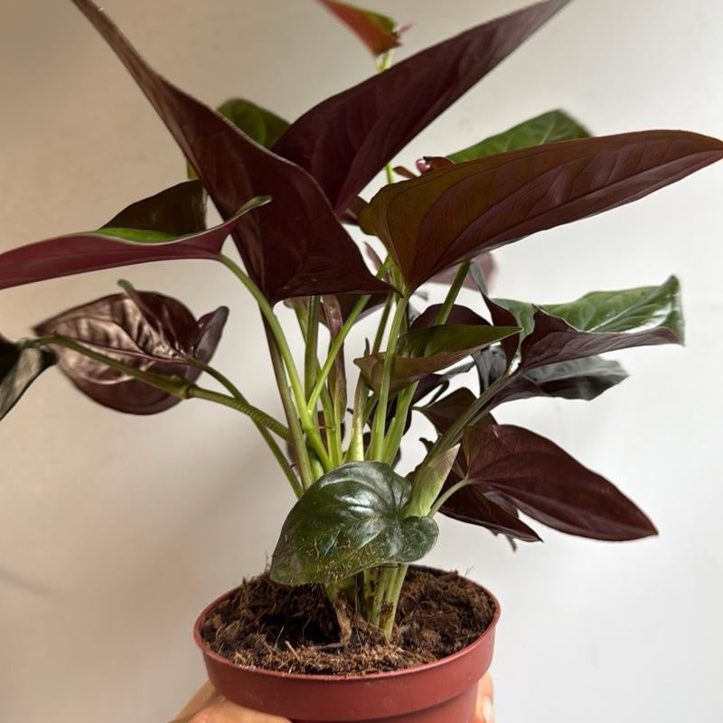 Syngonium Red Arrow potted plant with burgundy arrow-shaped leaves and green stems on Tampa Home & Garden Store
