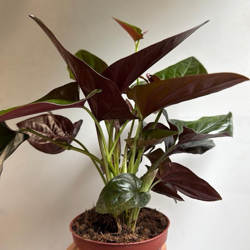 Syngonium Red Arrow potted houseplant with burgundy arrowhead leaves in a small pot on Tampa Home & Garden Store