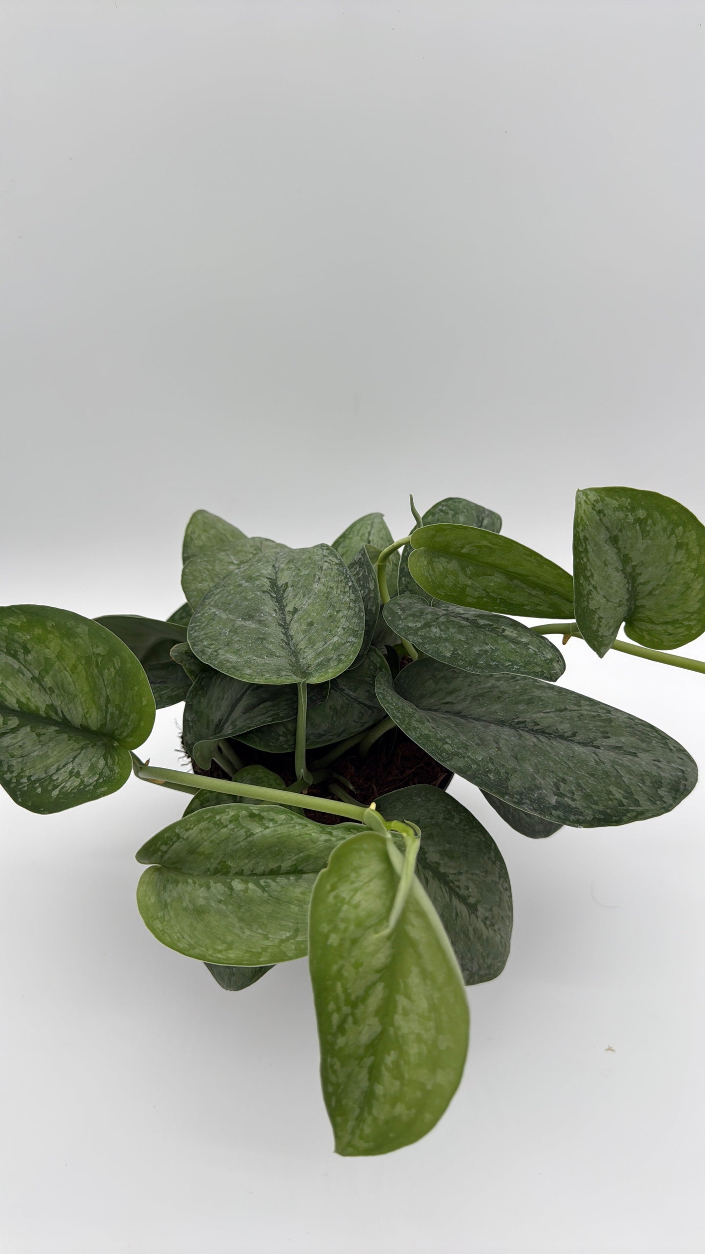 Scindapsus Pictus 'Mount Salak'