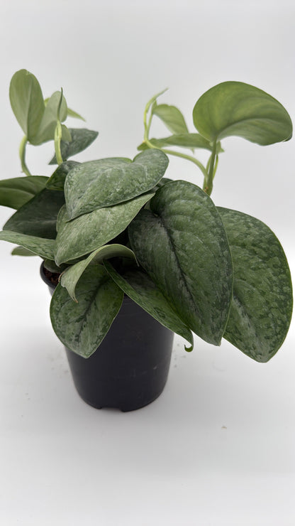 Scindapsus Pictus 'Mount Salak'